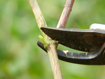 Basic Pruning Tips for Healthier Gardens