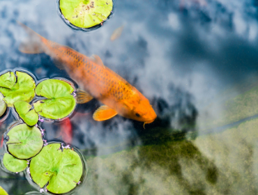 Pond care & Filtration